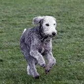 Kleine Hunderasse Bedlington Terrier