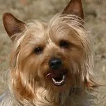 Kleine Hunderasse-Portrait Australian Terrier