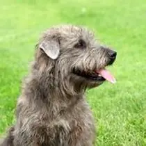 Kleine Hunderasse-Portrait Irish Glen of Imaal Terrier