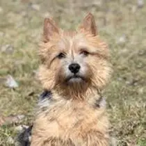 Kleine Hunderasse-Portrait Norwich Terrier