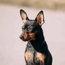 Kleine Hunderasse-Portrait Zwergpinscher