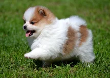 Bild des kleinen Hundes Khaleesi (Pomeranian)