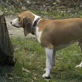 Kleine Hunderasse Schweizer Niederlaufhund