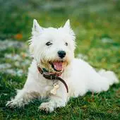 Kleine Hunderasse West Highland White Terrier