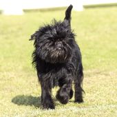 Kleine Hunderasse Affenpinscher