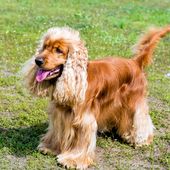 Kleine Hunderasse Amerikanischer Cocker Spaniel