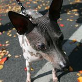 Kleine Hunderasse Amerikanischer Hairless Terrier