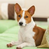 Kleine Hunderasse mit B Basenji