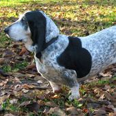 Kleine Hunderasse Basset bleu de Gascogne