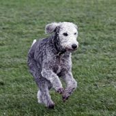 Kleine Hunderasse Bedlington Terrier