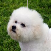 Kleine Hunderasse Bichon Frise