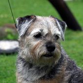 Kleine Hunderasse mit B Border Terrier