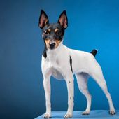 Kleine Hunderasse mit B Brazilian Terrier