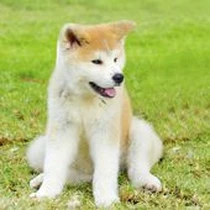 Kleine Hunderasse Akita Inu