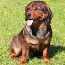 Kleine Hunderasse-Portrait Alpenländische Dachsbracke