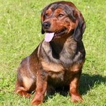 Kleine Hunderasse Alpenländische Dachsbracke Kleine Hunderasse Alpenländische Dachsbracke
