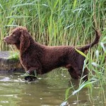 Kleine Hunderasse American Water Spaniel