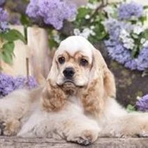 Kleine Hunderasse-Portrait Amerikanischer Cocker Spaniel