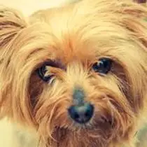 Kleine Hunderasse-Portrait Australian Silky Terrier