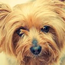 Kleine Hunderasse Australian Silky Terrier