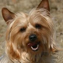 Kleine Hunderasse Australian Terrier