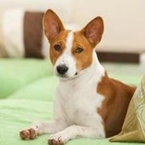 Kleine Hunderasse-Portrait Basenji