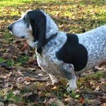 Kleine Hunderasse-Portrait Basset bleu de Gascogne