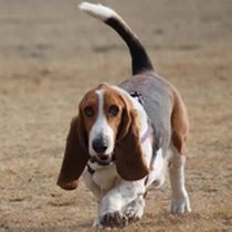 Kleine Hunderasse-Portrait Basset Hound