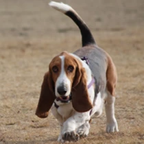 Kleine Hunderasse Basset Hound