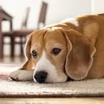 Kleine Hunderasse-Portrait Beagle