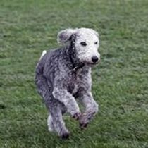 Kleine Hunderasse-Portrait Bedlington Terrier