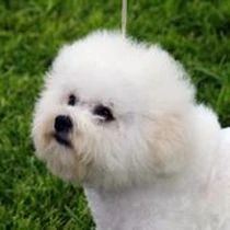 Kleine Hunderasse-Portrait Bichon Frisé