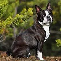 Kleine Hunderasse-Portrait Boston Terrier