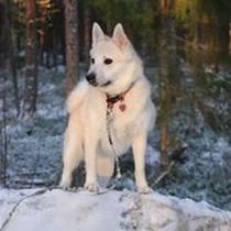 Kleine Hunderasse-Portrait Buhund