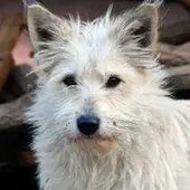 Kleine Hunderasse-Portrait Cairn Terrier