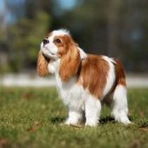 Kleine Hunderasse-Portrait Cavalier King Charles Spaniel