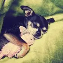 Kleine Hunderasse-Portrait Chihuahua