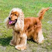 Kleine Hunderasse Cocker Spaniel