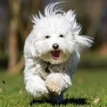 Kleine Hunderasse-Portrait Coton de Tulear