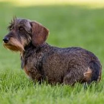 Kleine Hunderasse Dackel Rauhaar Kleine Hunderasse Dackel Rauhaar