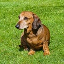 Kleine Hunderasse-Portrait Dackel