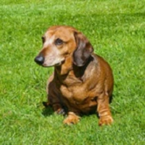 Kleine Hunderasse Dackel Kleine Hunderasse Dackel