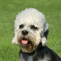 Kleine Hunderasse-Portrait Dandie Dinmont Terrier