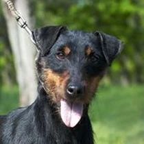 Kleine Hunderasse-Portrait Deutscher Jagdterrier