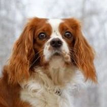 Kleine Hunderasse-Portrait English Toy Spaniel