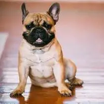 Kleine Hunderasse-Portrait Französische Bulldogge