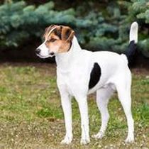 Kleine Hunderasse-Portrait Glatthaar Foxterrier