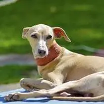 Kleine Hunderasse-Portrait Italian Greyhound