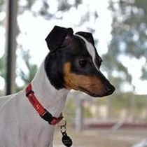 Kleine Hunderasse Japanischer Terrier Kleine Hunderasse Japanischer Terrier