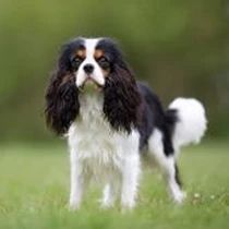 Kleine Hunderasse-Portrait King Charles Spaniel